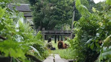 L'école des orangs-outans E10 Retour à la vie sauvage