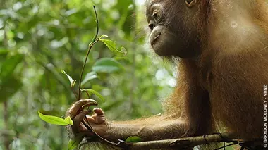 L'école des orangs-outans S02E05 Gare aux macaques