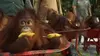 L'école des orangs-outans E05 De grands changements