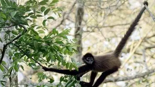 L'école des singes