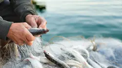 L'écume de la ville