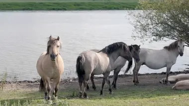 Un paysage alluvial féérique