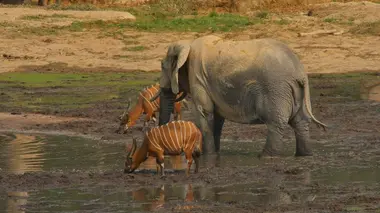 L'éléphant de forêt après l'Eden