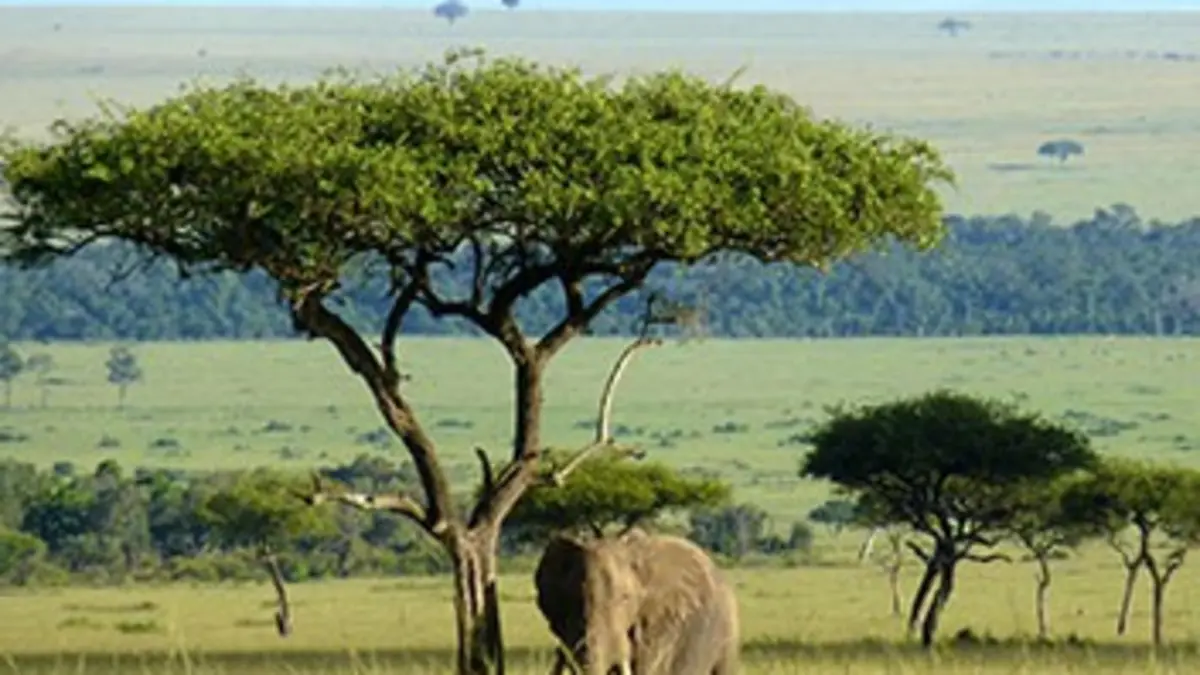 L'éléphant qui donna sa vie