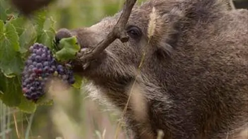 L'empire de la vigne