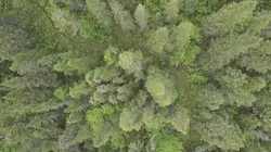 L'enfant de la forêt