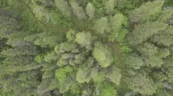 L'enfant de la forêt
