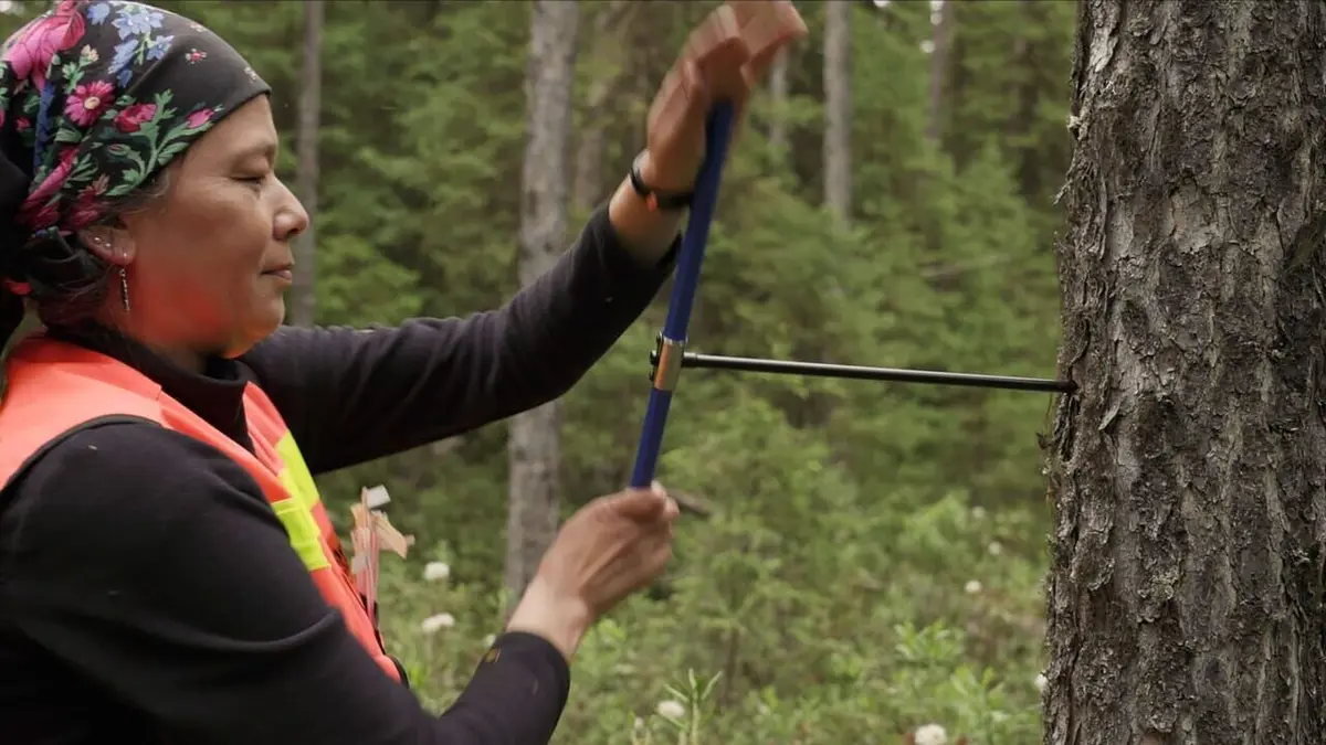 L'enfant de la forêt Québec