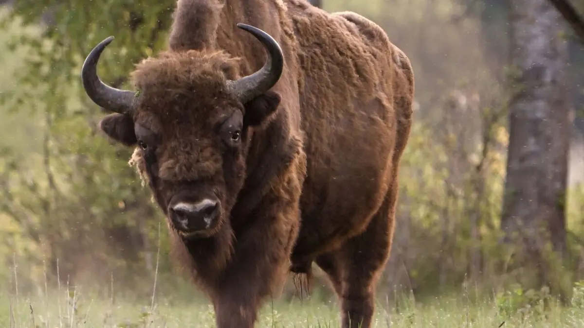 Visuel de L'enfant de la forêt Pologne