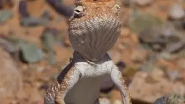 Les créatures à sang froid