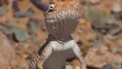 L'enfer du désert d'Arabie E02 Les créatures à sang froid