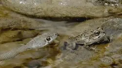 Sur Animaux à 22h20 : L'enfer du désert d'Arabie