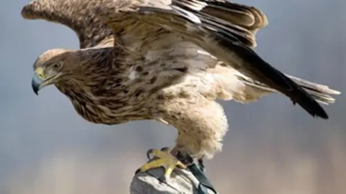 L'enfer du désert d'Arabie E05 Les maîtres des airs