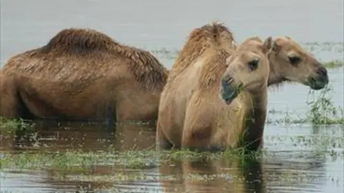 Épisodes de L'enfer du désert d'Arabie
