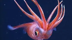 Visuel de L'énigme de la migration verticale sous-marine