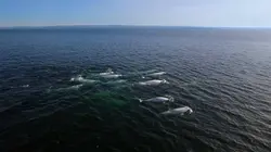 L'énigme des bélugas