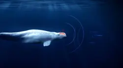 L'énigme des bélugas