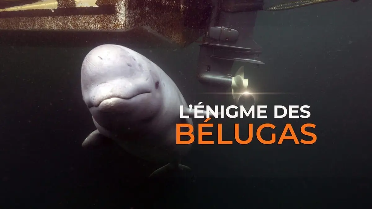 L'énigme des bélugas