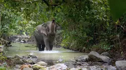 L'énigme des éléphants d'Andaman