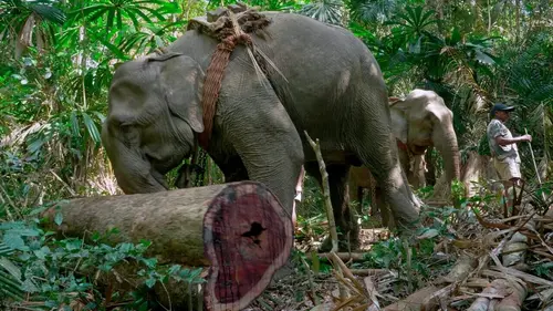 L'énigme des éléphants d'Andaman