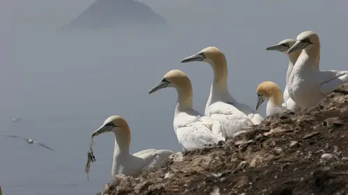 L'envol de l'oiseau
