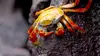 L'Equateur, au sommet de la biodiversité : Des hautes Andes aux îles Galápagos