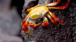 Visuel de L'Equateur, au sommet de la biodiversité : Des hautes Andes aux îles Galápagos
