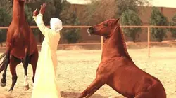 Visuel de L'équestrian club d'Abu Dhabi, naissance d'une passion