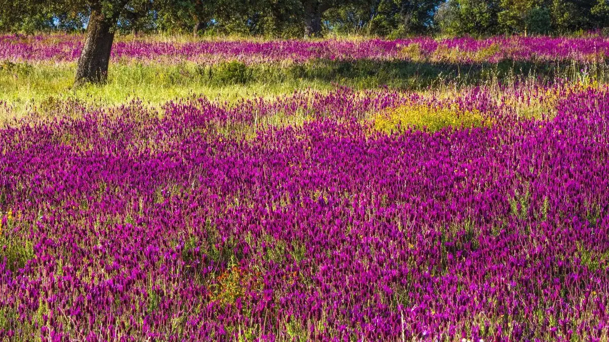 L'Espagne sauvage Le Sud méditerranéen