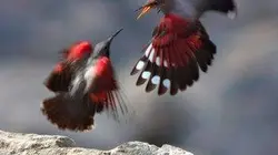 Visuel de L'Espagne sauvage