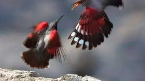 L'Espagne sauvage E01 Le Nord atlantique