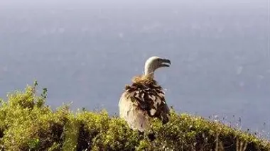 Le rat des pharaons et autres conquérants