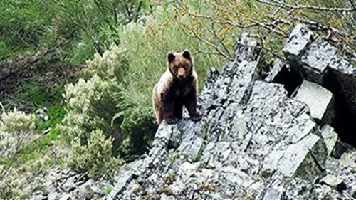 L'Espagne sauvage E01 Les ours des Cantabriques