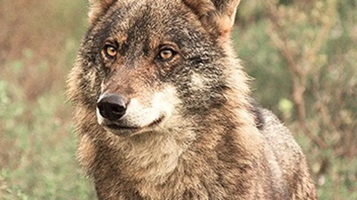 L'Espagne sauvage E02 Les loups des Cantabriques