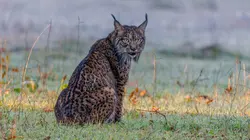 L'Espagne sauvage : La Dehesa