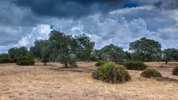 L'Espagne sauvage : La Dehesa