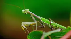 L'Espagne sauvage : La Dehesa