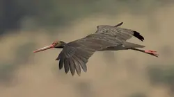 L'Espagne sauvage : La Dehesa