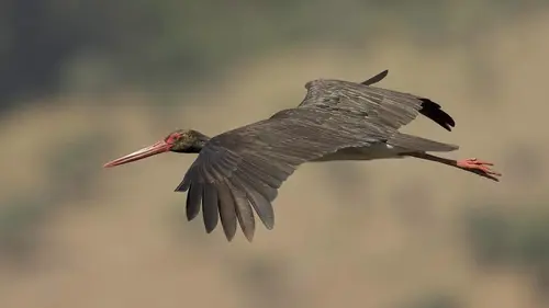 L'Espagne sauvage : La Dehesa