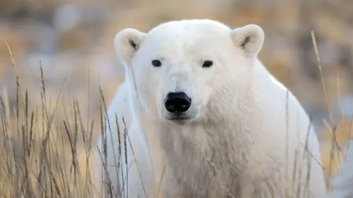 L'esprit des ours