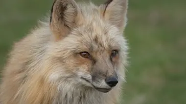 Le renard roux