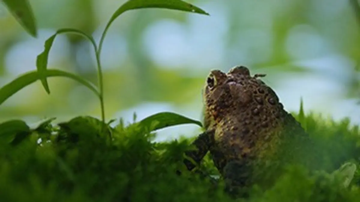 L'Est sauvage E08 Les marais