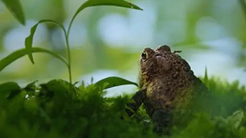 L'Est sauvage E08 Les marais