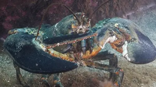 L'Est sauvage E09 Les crustacés