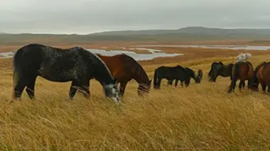 Les chevaux de la presqu'île de Langlade