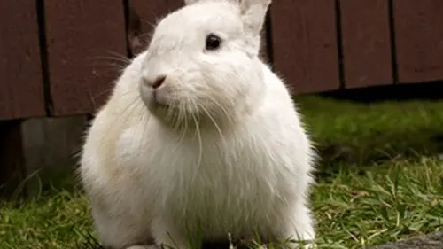 L'Est sauvage E11 Les espèces invasives