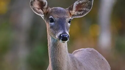 L'Est sauvage E13 Les cerfs de Virginie