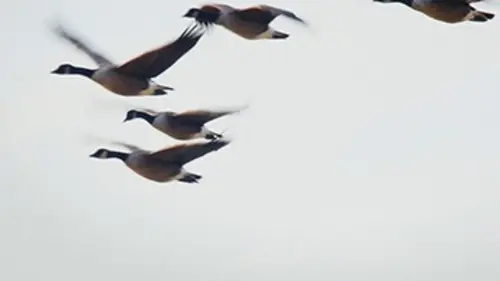 L'Est sauvage E14 Les migrateurs