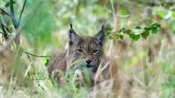 L'est sauvage de la Pologne