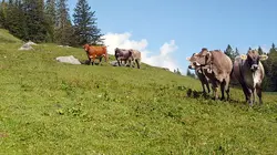 L'Europe dans tous ses (petits) Etats Liechtenstein